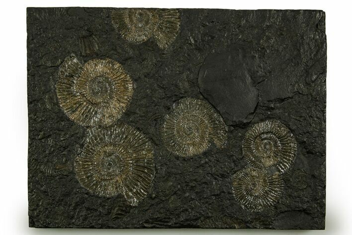 Fossil Ammonite (Dactylioceras) Cluster - Posidonia Shale, Germany #378174